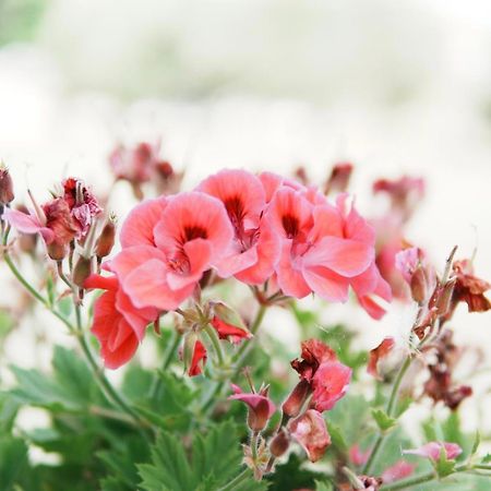 Gardenia Rooms Sarandë 외부 사진