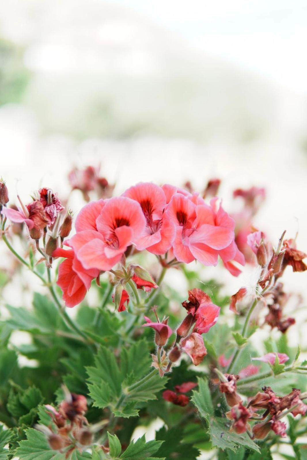 Gardenia Rooms Sarandë 외부 사진